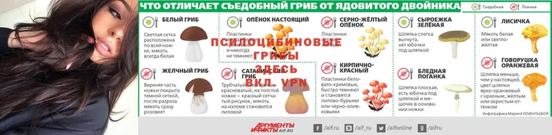 ссылка на мегу зеркало  Галич  Галлюциногенные грибы Psilocybe 